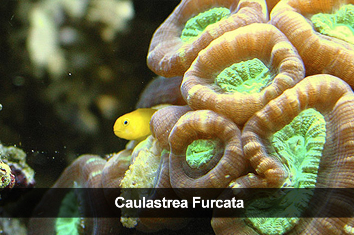 Caulastrea furcata