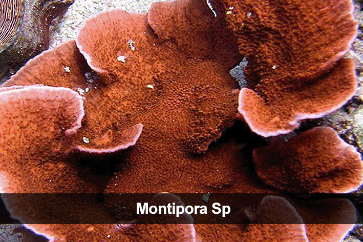 generos más comúnes