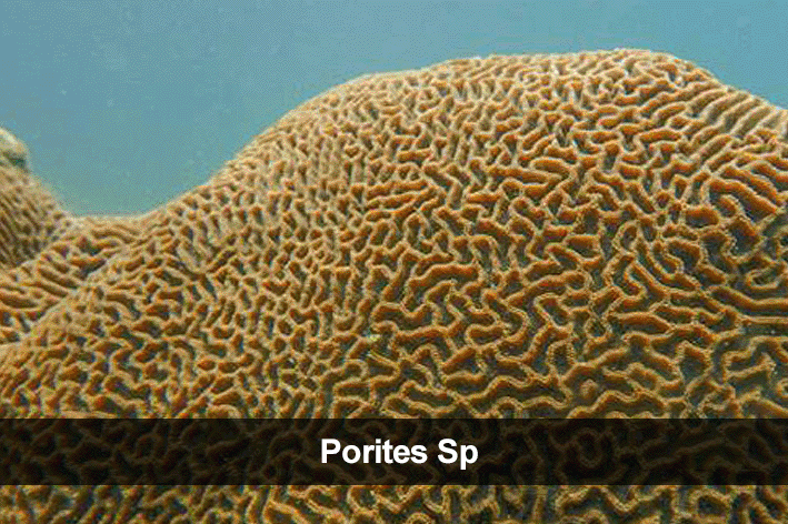 generos más comúnes