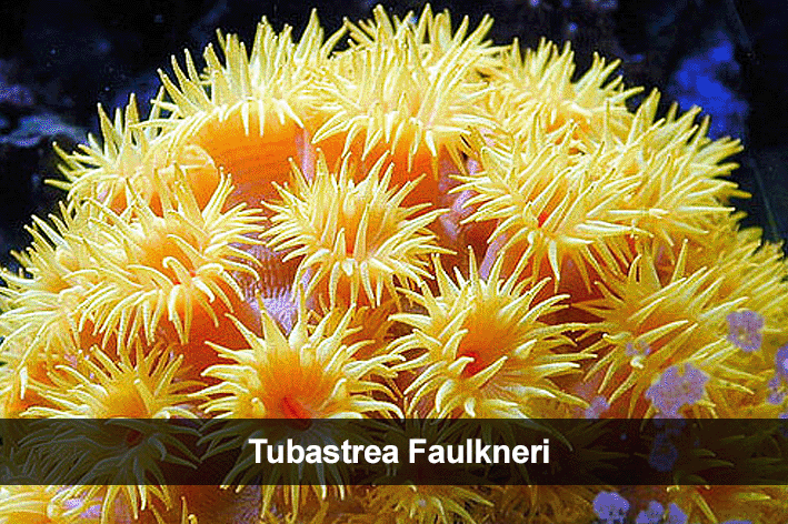 generos más comúnes