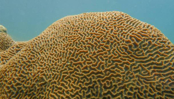 generos más comúnes