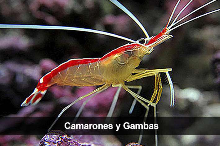 Camarones y gambas