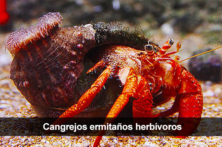 Cangrejos ermitaños