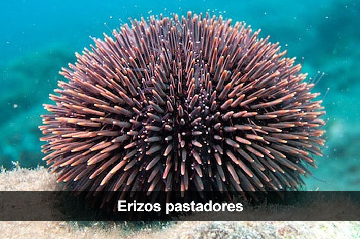 Erizos pastadores