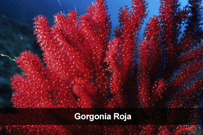 Gorgonia