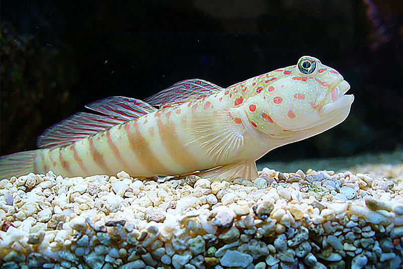 Cryptocentrus leptocephalus