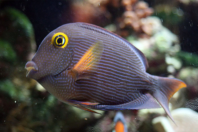 Ctenochaetus strigosus