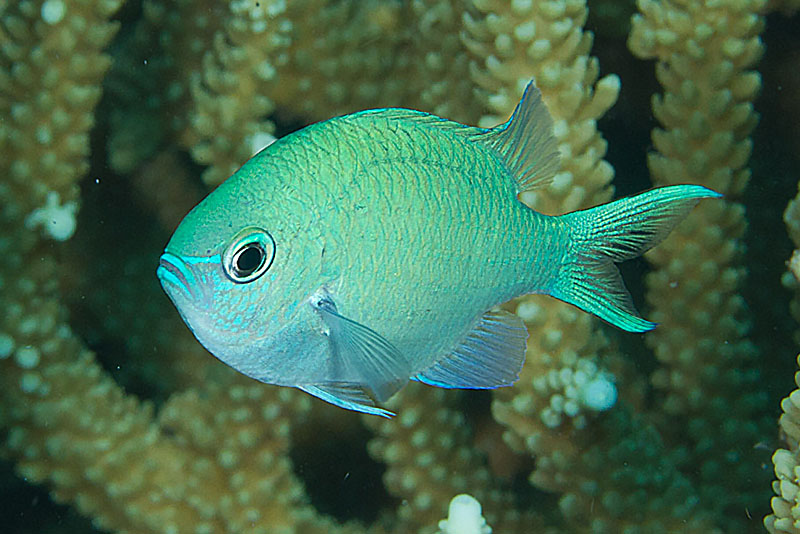 Chromis viridis